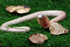 Jangan Panik! Tanaman Pengusir Ular Ini Bisa Ditanam di Rumah