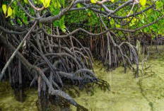 Wisata Hutan Mangrove Sorong, Destinasi Edukasi Alam yang Bersih dan Ramah Keluarga