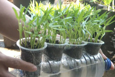 Cara Membuat Hidroponik dari Botol Bekas, Praktis, Murah, dan Cocok untuk Pemula
