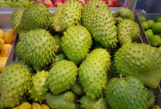 Fakta dan Mitos Khasiat Buah serta Daun Sirsak untuk Kesehatan, Jangan Sampai Salah Paham