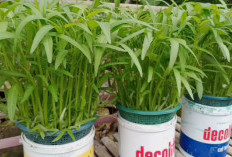 Tutorial Menanam Kangkung Hidroponik di Ember Bekas, Panen Cepat Hanya 20 Hari
