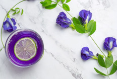 Minum Teh Bunga Telang? Ini Efeknya untuk Imun dan Peradangan Tubuh